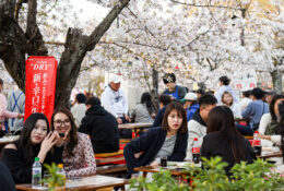 Japan_Sakura_2025 (79/79)